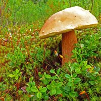 Июль...Белый гриб! :: Владимир 