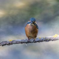 зимородок. :: юрий макаров