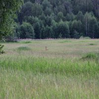 Такого в городе не увидишь :: Любовь Сахарова