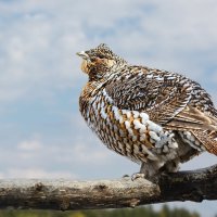 Глухарка :: SanSan 