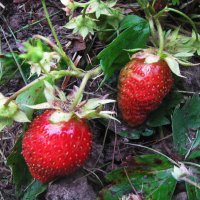 Клубника поспевает :: Людмила Смородинская