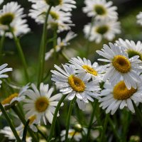 8 июля в России День семьи, любви и верности :: Татьяна Лютаева