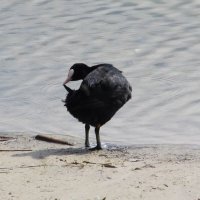 лысуха  Усманка :: Елена Шаламова