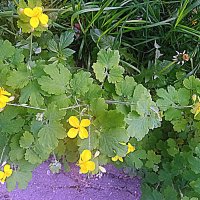 Цветы. :: Владимир Драгунский