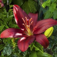 Лучи солнца и капелька росы :: Валентин Семчишин Лучи солнца и капелька росы :: Валентин Семчишин