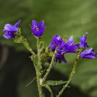 Вся родня на стебельке :: LudMila 