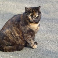 Братья наши меньшие :: Рита Симонова