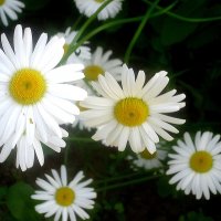 Ромашки :: Елена Семигина