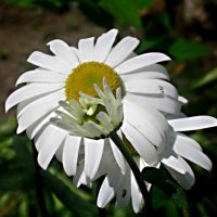 С ПРАЗДНИКОМ! СЧАСТЬЯ,ЛЮБВИ,ДОБРА! :: Елена Семигина