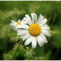 Любит не любит... :: Aleksandr Gal