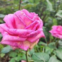 ,,, :: Сергей Тимоновский