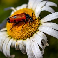 На ромашке :: Светлана SvetNika17 На ромашке :: Светлана SvetNika17