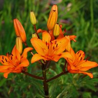 Огненный букет на корню :: Светлана 