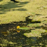 Водный пейзаж с кувшинкой :: Александр Синдерёв