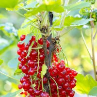 Гроздья красной смородины :: Александр Синдерёв