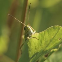 Ох, голова моя несчастная. :: Вадим Басов