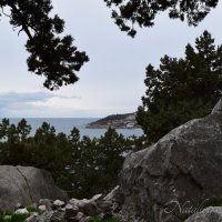 Природа Крыма :: Amazing Cosmea