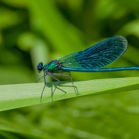 Красотка темнокрылая  или Calopteryx virgo :: Sergey (Apg)