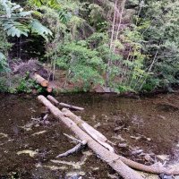 С корнем вывернуло. :: Лия ☼