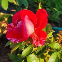 Роза :: Валентина Богатко Роза :: Валентина Богатко