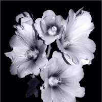 ... :: Юрий Ковшов