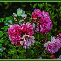 Фотозарисовка цветов :: Владимир Кроливец