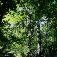 У овражка. :: Василий Палий