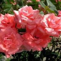 РОЗЫ :: Татьяна Касьяненко