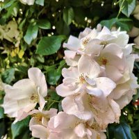 Роза Салли Холмс :: Валерий Судачок