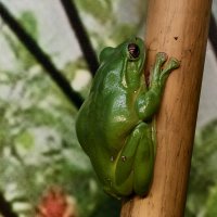 Лягушка :: <<< Наташа >>>