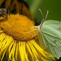 "The Natural World" (Мир Природы) :: "The Natural World" Александер