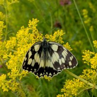 и снова бабочки 2 :: Александр Прокудин