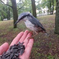 Поползень :: Сапсан 