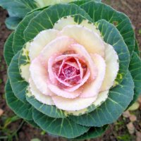 Капуста декоративная :: Наталья 