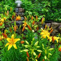 Городские лилии. :: Милешкин Владимир Алексеевич Городские лилии. :: Милешкин Владимир Алексеевич