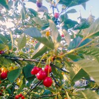 Вишня спеет :: Сергей Кочнев