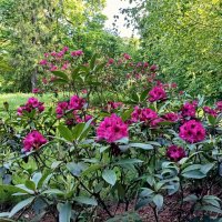 Рододендроны :: Veera V Рододендроны :: Veera V