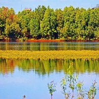 Июнь...Цветет  на  речной отмели калужница... :: Владимир 