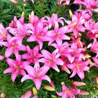 Лилии в цвету :: Любовь Сахарова