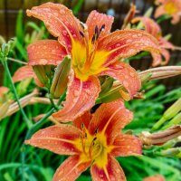 * :: Dmitry i Mary S