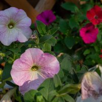 Утро :: Петр 