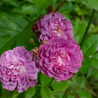 Летние розы :: Ольга 