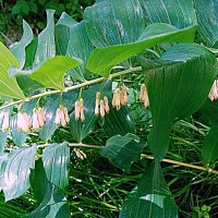 Цветы. :: Владимир Драгунский Цветы. :: Владимир Драгунский