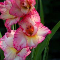 Доброе утро :: Юрий. Шмаков