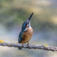 зимородок. :: юрий макаров зимородок. :: юрий макаров