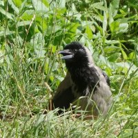 Воронье :: Рита Симонова