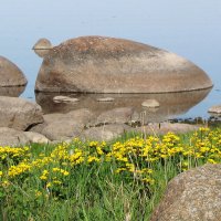 Калужница цветет :: Александр Ильчевский 
