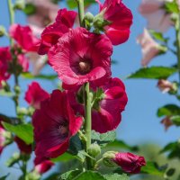 *** :: Виктор Иванович Чернюк *** :: Виктор Иванович Чернюк