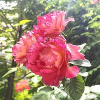 ,,, :: Сергей Тимоновский