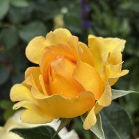 *** :: Мария - Maria